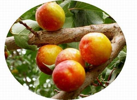【舌尖上的策勒】策勒昆侖黃杏