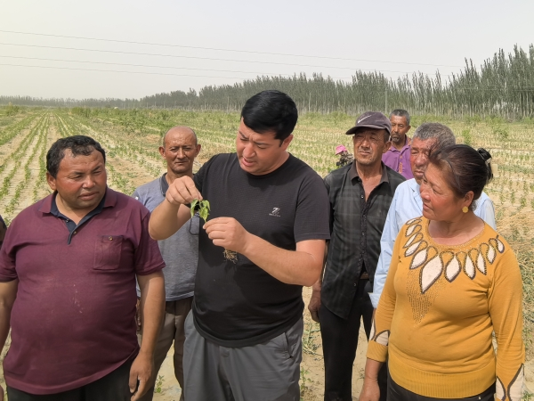 荒灘變“金灘”！策勒縣民航村千畝朝天椒在荒漠地試種成功